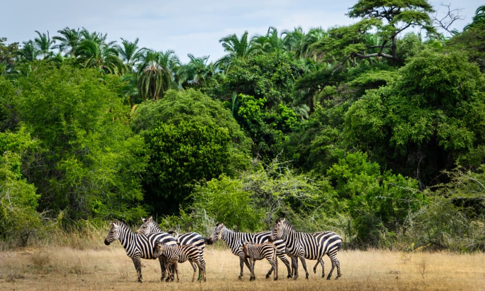 Kleine Gruppe von Zebras vor grünem Wald