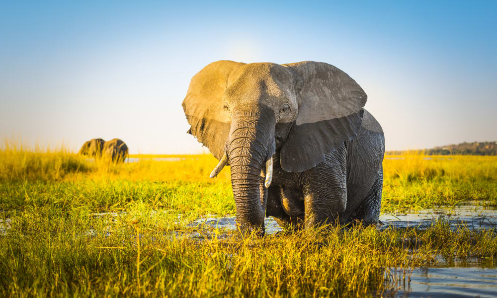 Elefant nimmt ein kühles Bad im Fluss