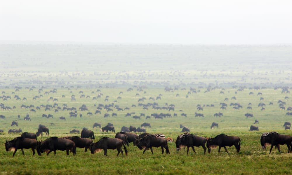 Zahlreiche Gnus auf offener Ebene