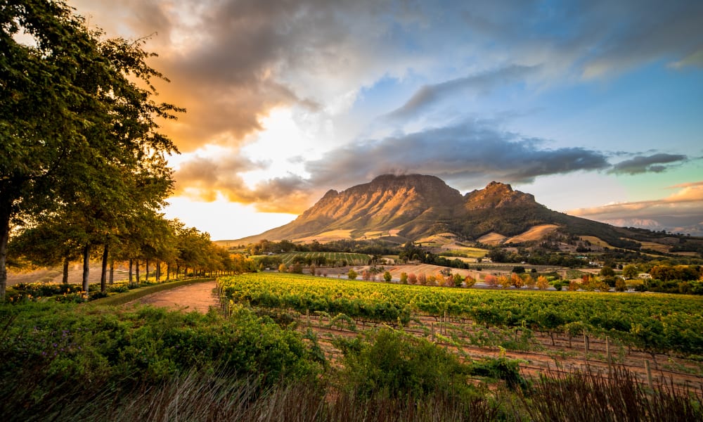 Sonnenuntergang über den Weinbergen von Stellenbosch