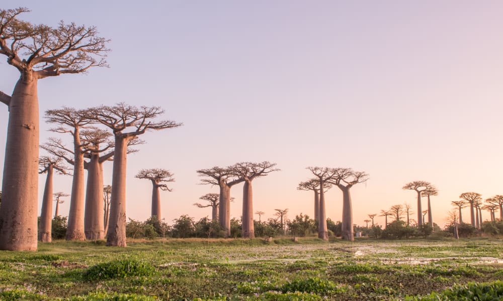 Baobab Baeume auf einer Ebene