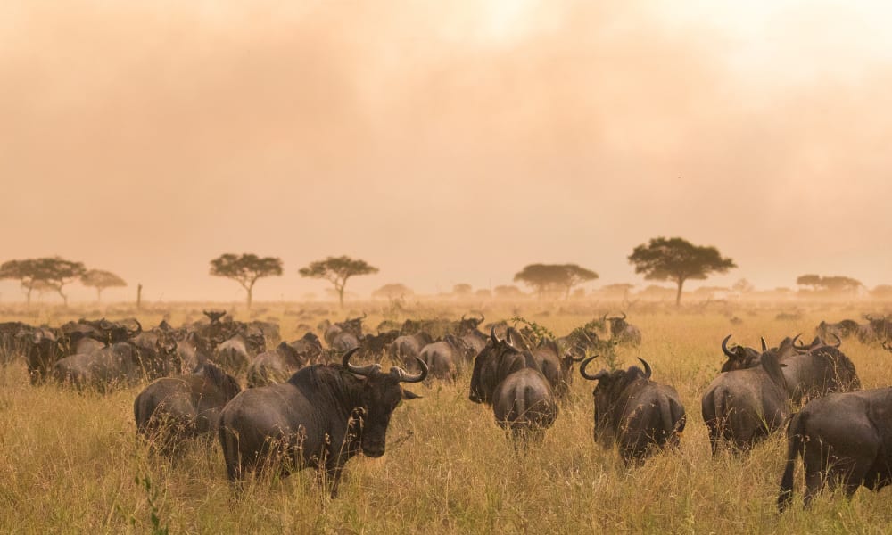 Eine große Herde Gnus zieht bei Sonnenuntergang durch die Serengeti.