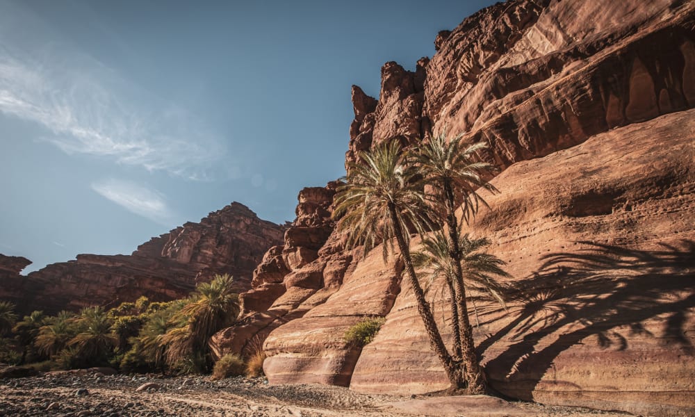 The views of a steep canyon with 2 palm trees in front and a small patch of green on the left