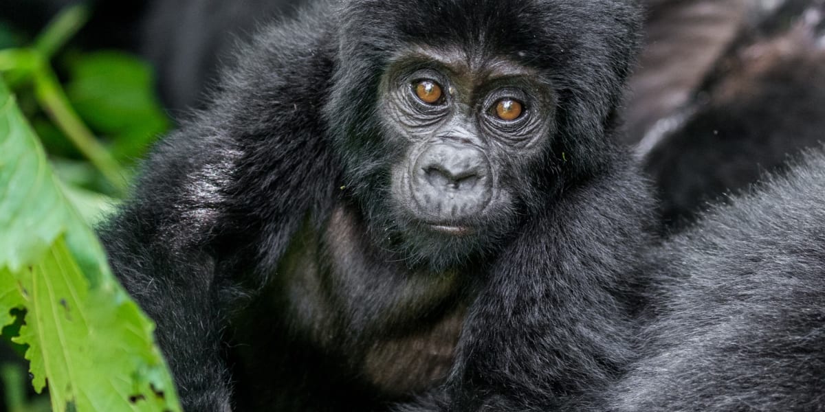 Kleiner Berggorilla schaut in die Kamera und klettert auf einem anderen Gorilla