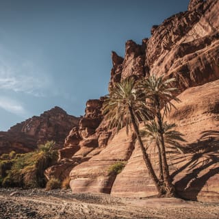 The views of a steep canyon with 2 palm trees in front and a small patch of green on the left