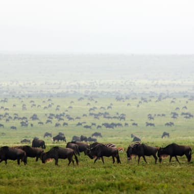 Zahlreiche Gnus auf offener Ebene