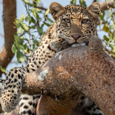 Leopard liegt auf einem Baum und schaut in die Kamera