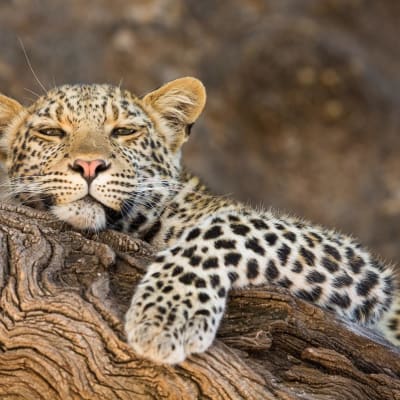 Leopard liegt auf einem Baum und schaut in die Kamera