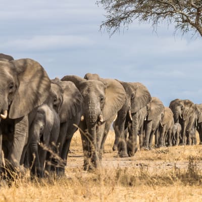Elefantenherde wandert durch die Savanne