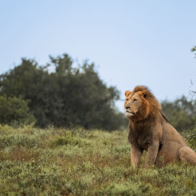 Ein männlicher Löwe sitzt und schaut aufmerksam in die Ferne