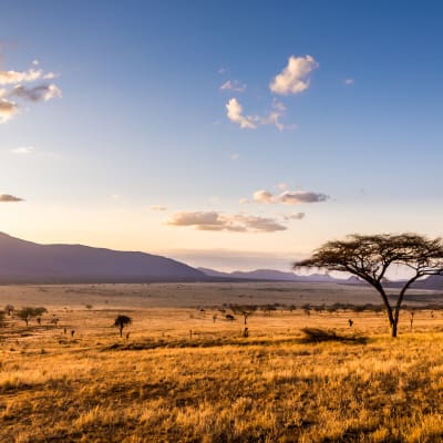 Savannenlandschaft in der Masai Mara