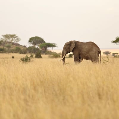 Ein Elefant wandert durch das hohe Gras