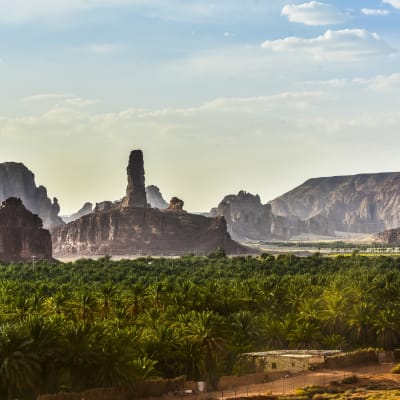 Ein Blick über die Bäume auf die Canyons im Hintergrund