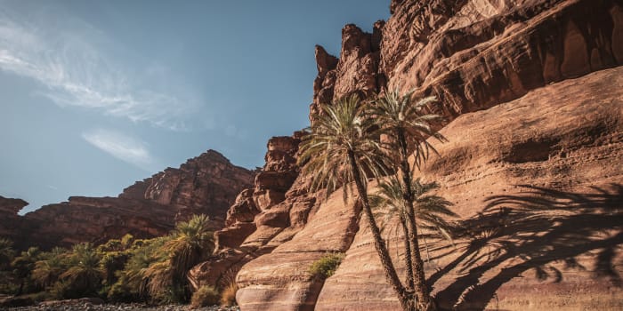 Der Blick auf einen steilen Canyon mit 2 Palmen davor