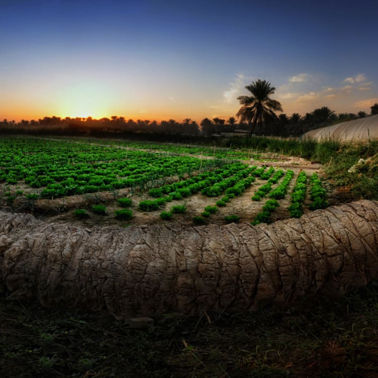 Die Sonne geht über den Reihen von Feldfrüchten in der fruchtbaren Oase Al Ahsa unter, mit einem gefällten Palmenstamm im Vordergrund, einem Gewächshaus auf der rechten Seite und einem Palmenhain im Hintergrund