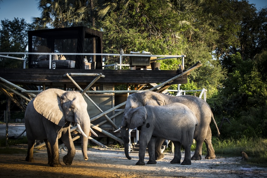 Elefanten besuchen das Abu Camp