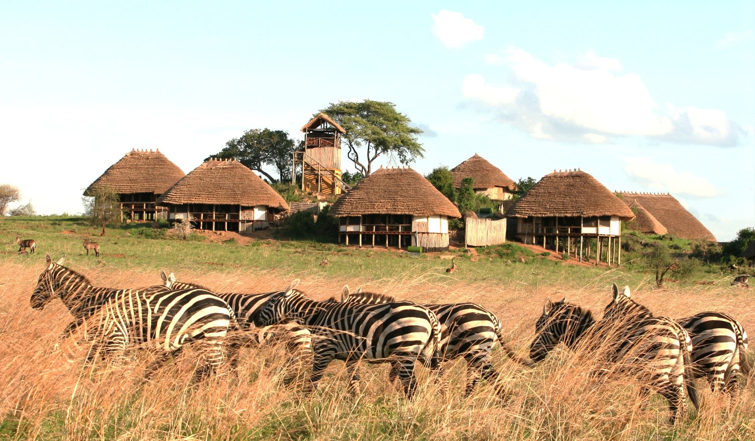 Außenansicht der Apoka Safari Lodge mit grasenden Zebras