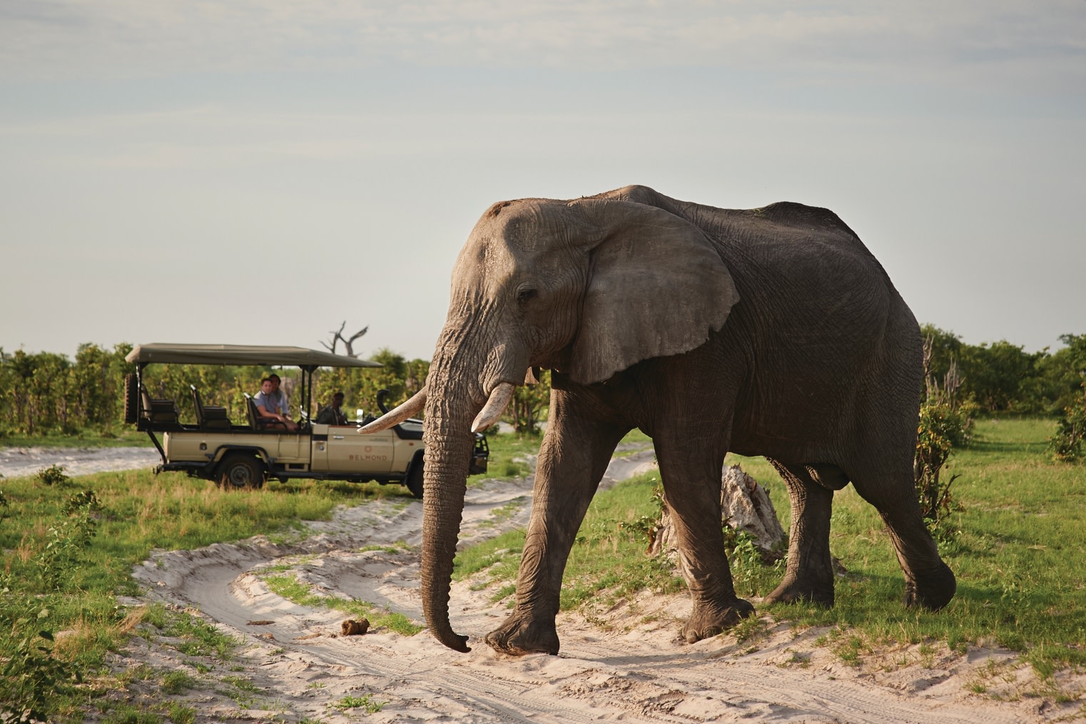 Elefantenbeobachtung nahe der Belmond Savute Elephant Lodge