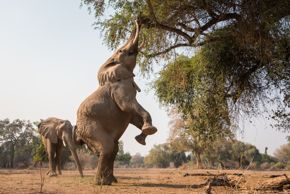 Elefant isst von Baum in Simbabwe