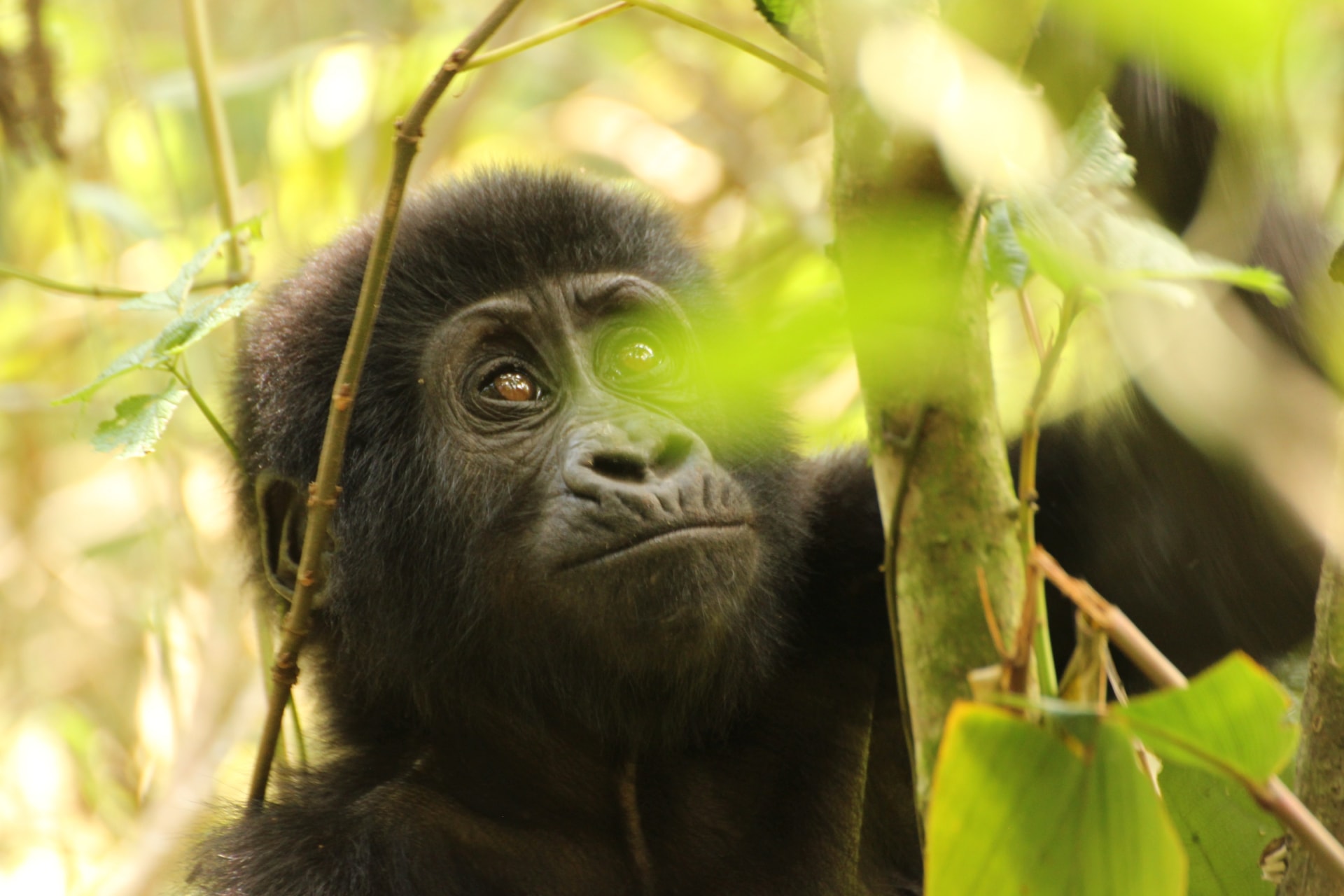 Gorilla Trekking im Bwindi Nationalpark