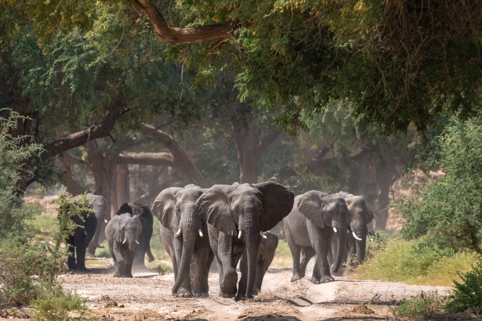 Elefantenbeobachten in Namibia