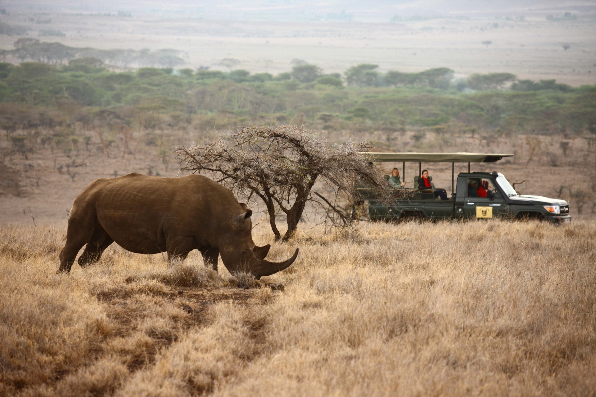 Pirschfahrt mit Nashornbeobachtung nahe des Lewa Safari Camp