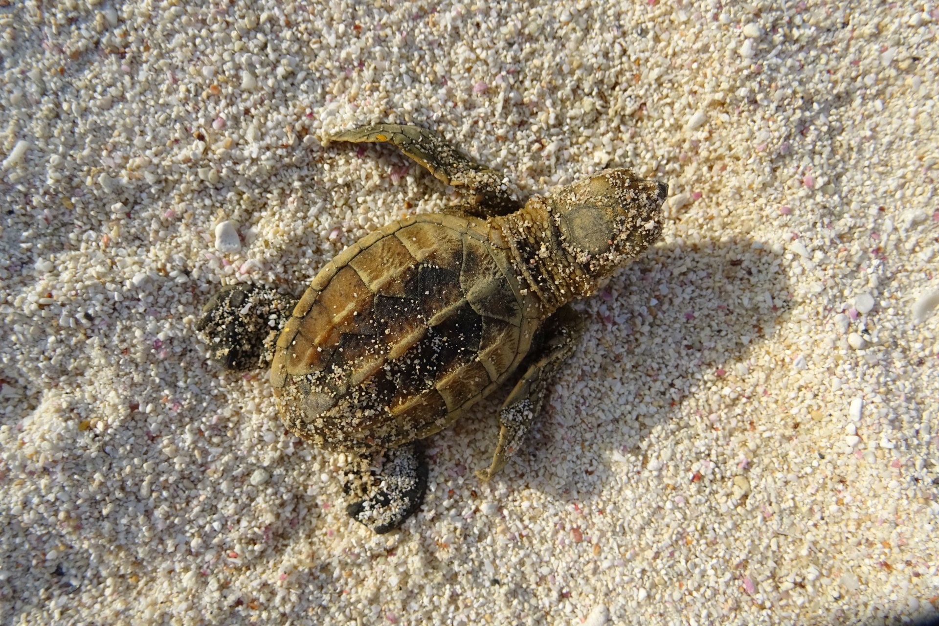 Schlüpfen der Schildkröten