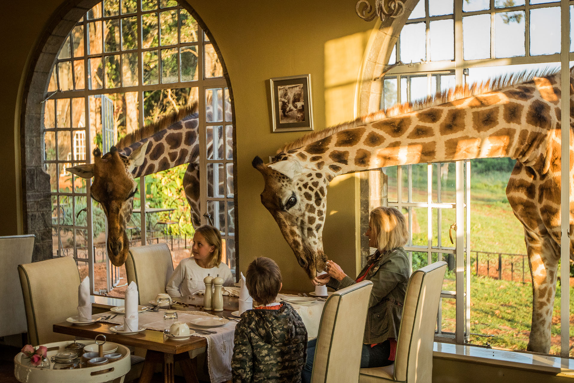 Fruehstueck gemeinsam mit den Giraffen des Giraffe Manor