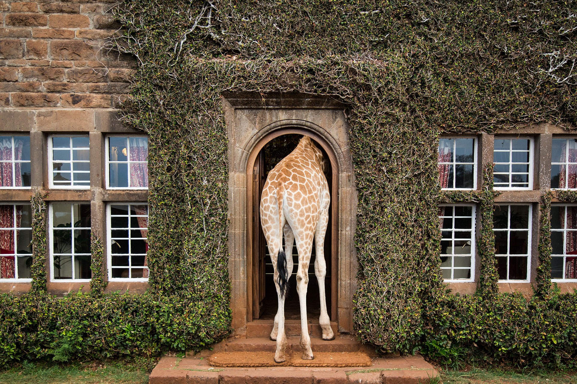 Eine Giraffe zu besuch im Giraffe Manor