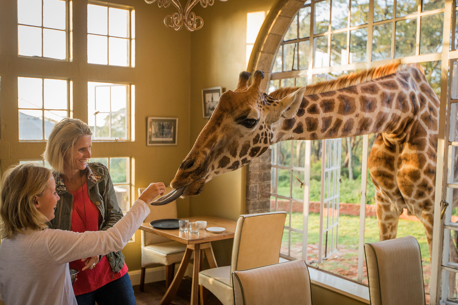 Giraffen fuettern im Giraffe Manor