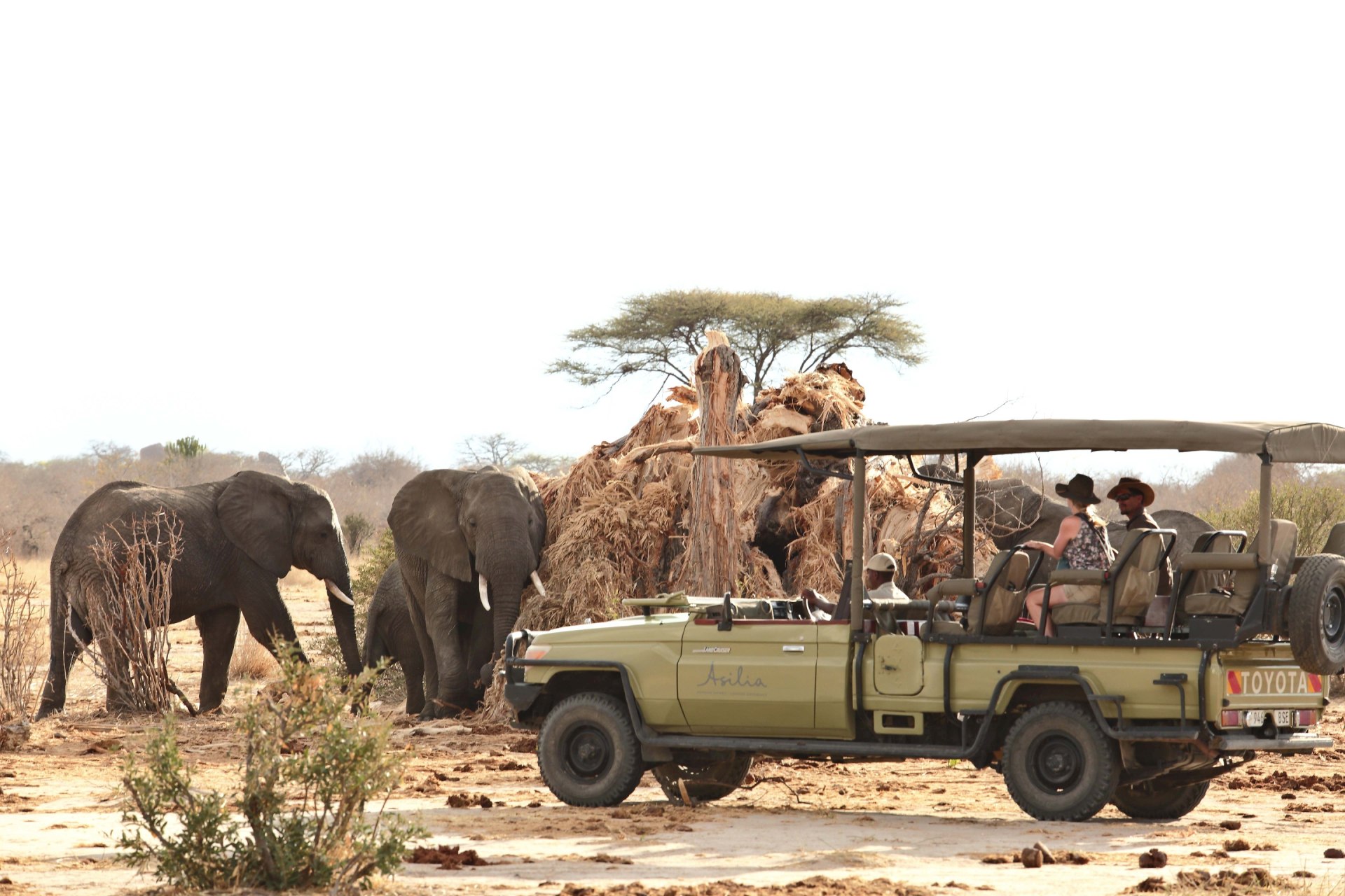 Pirschfahrt im Ruaha Nationalpark nahe des Jabali Ridge