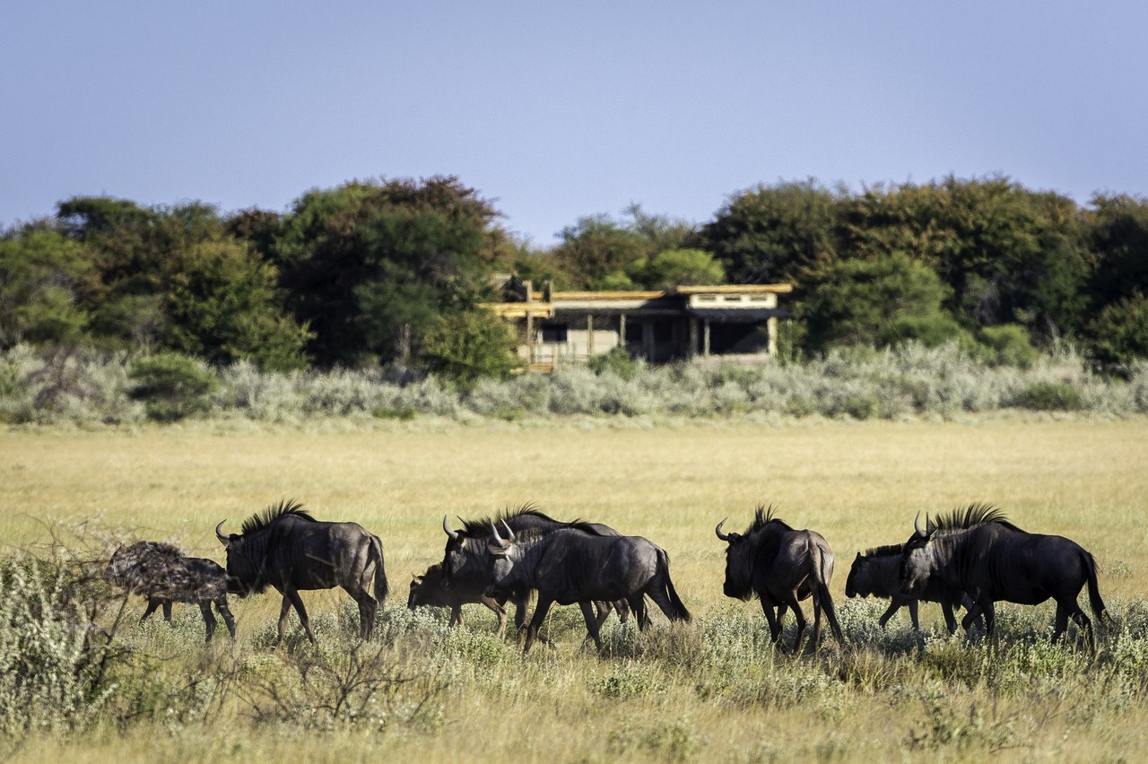 Gnuherden ziehen vorbei am Kalahari Plains Camp in Botswana