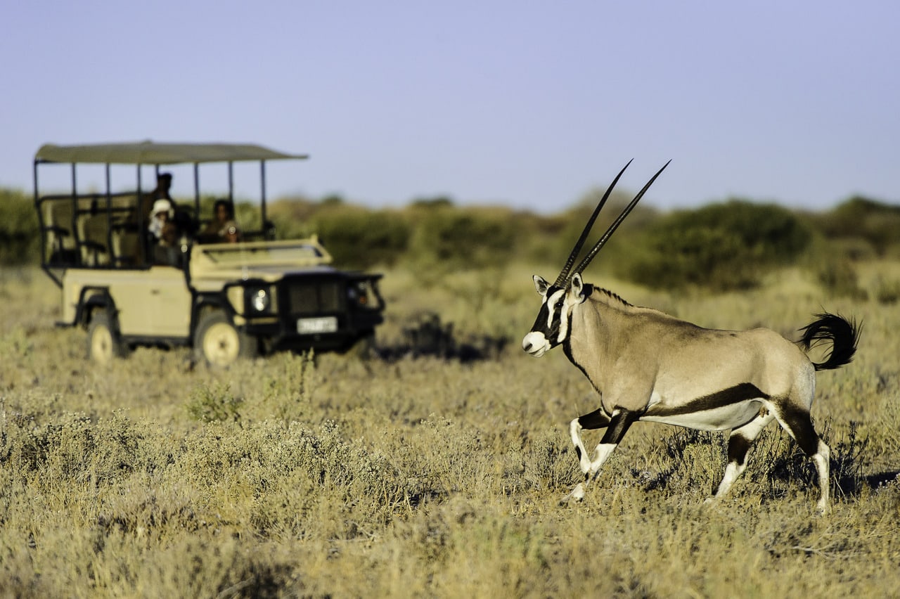 Pirschfahrt im Kalahari Plains Camp in Botswana