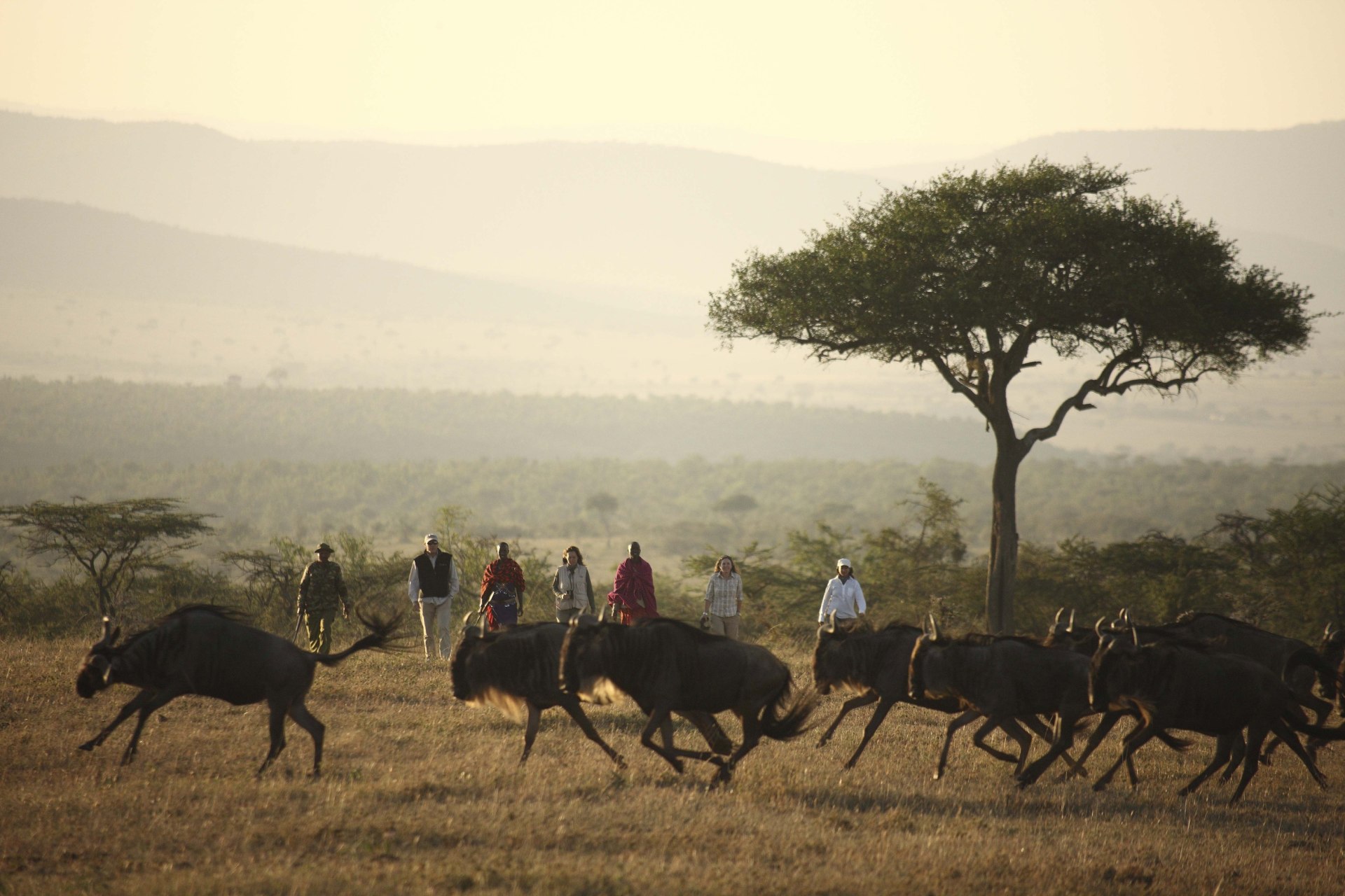 Gnus nahe des Kicheche Valley Camp in der Masai Mara