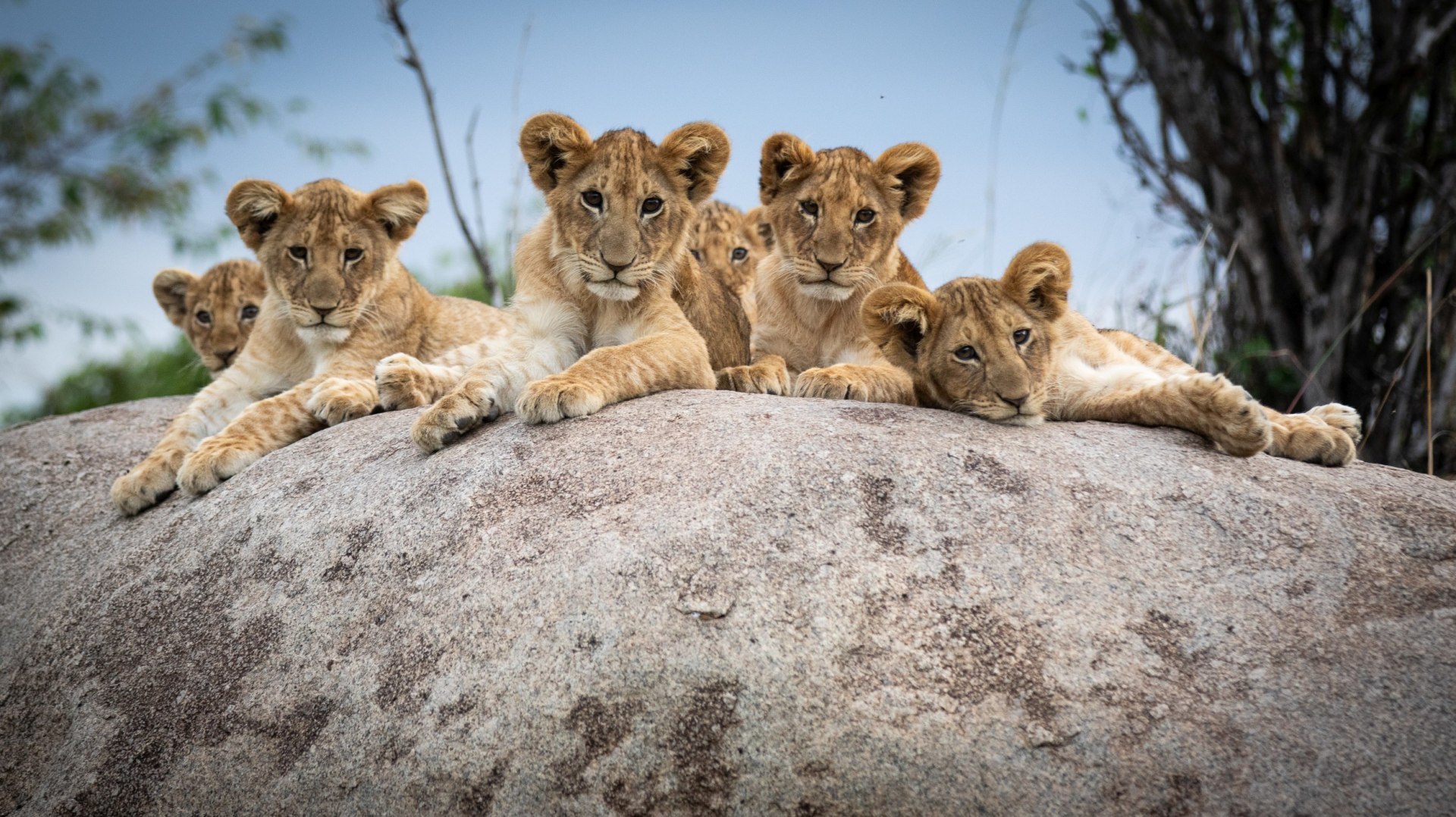 Loewen auf Fels in der Serengeti