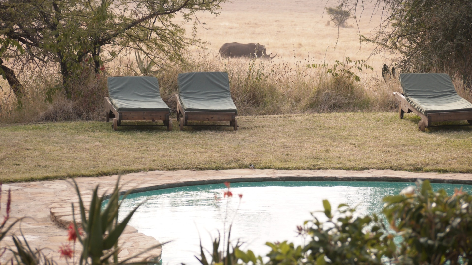 Nashorn nahe des Swimmingpool des Lewa House