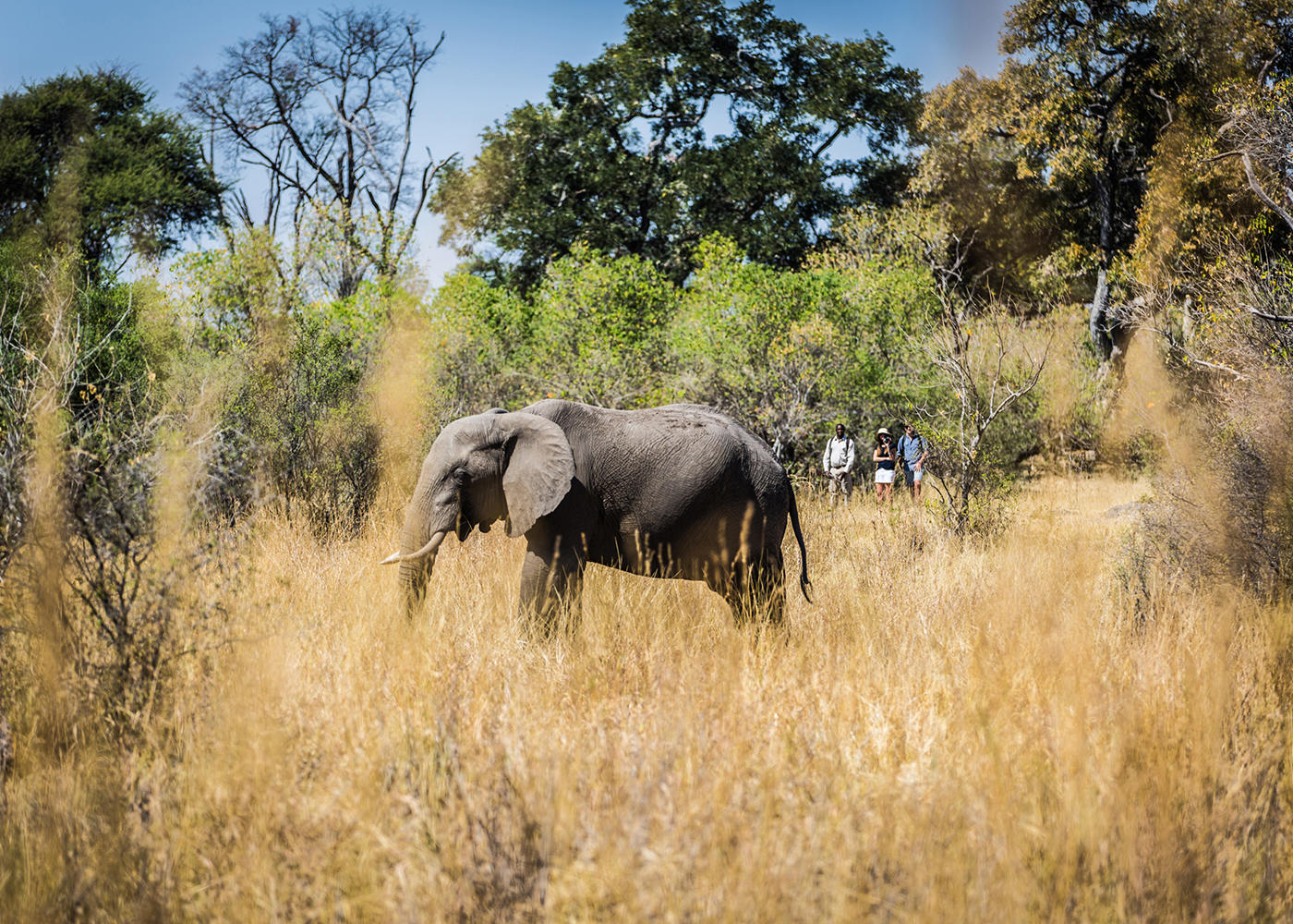 Elefant in der Wildnis Botswanas