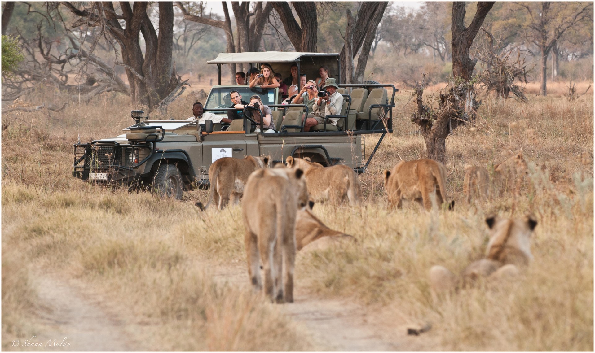 Safari in Botswana vom Little machaba Camp aus