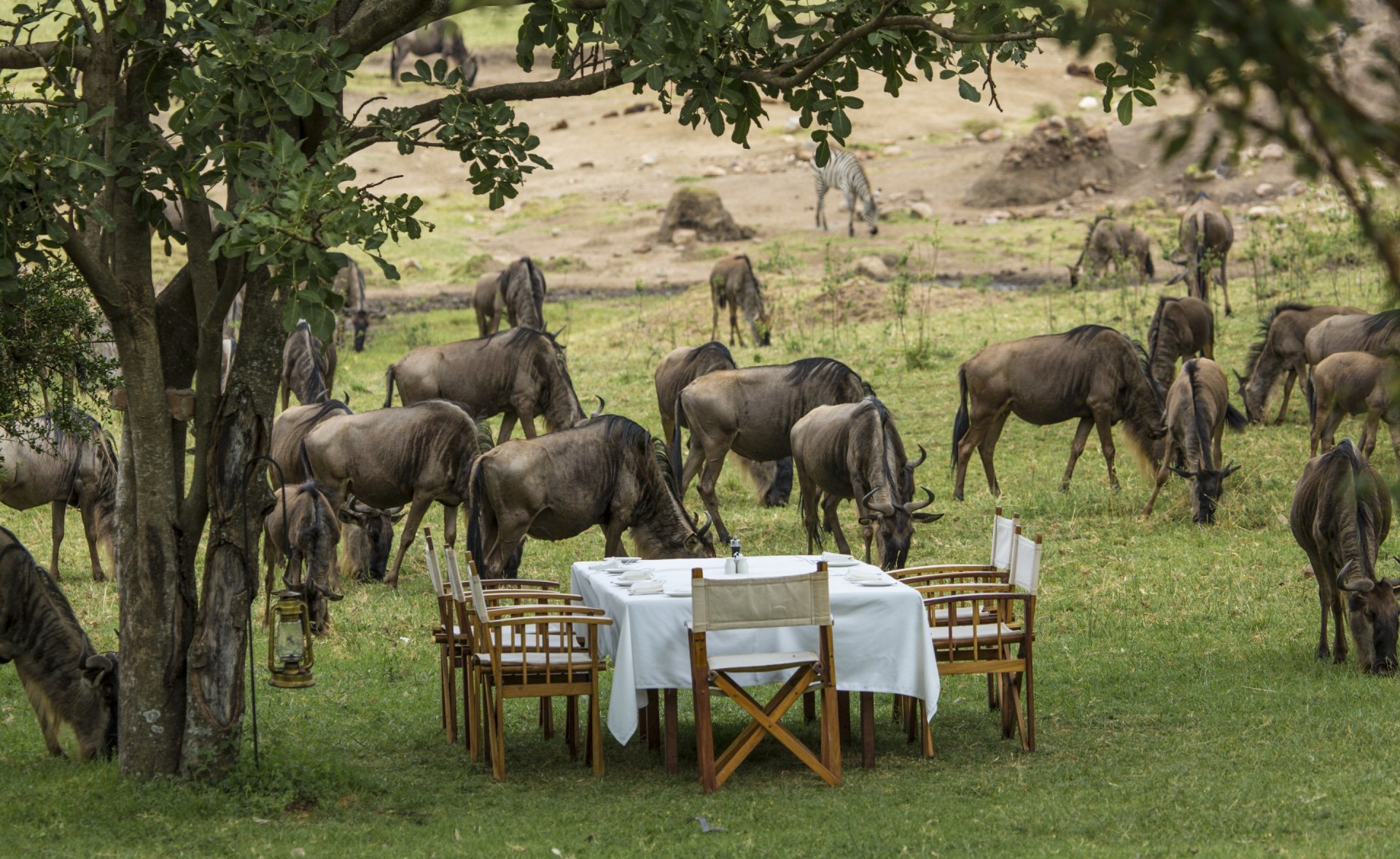 Mittagessen inmitten einer Herde von Gnus nahe des Mara Bushtops