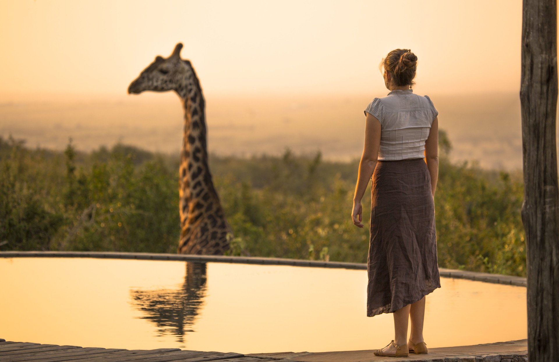 Giraffe ist zu Besuch im Poolbereich des Mara Bushtops