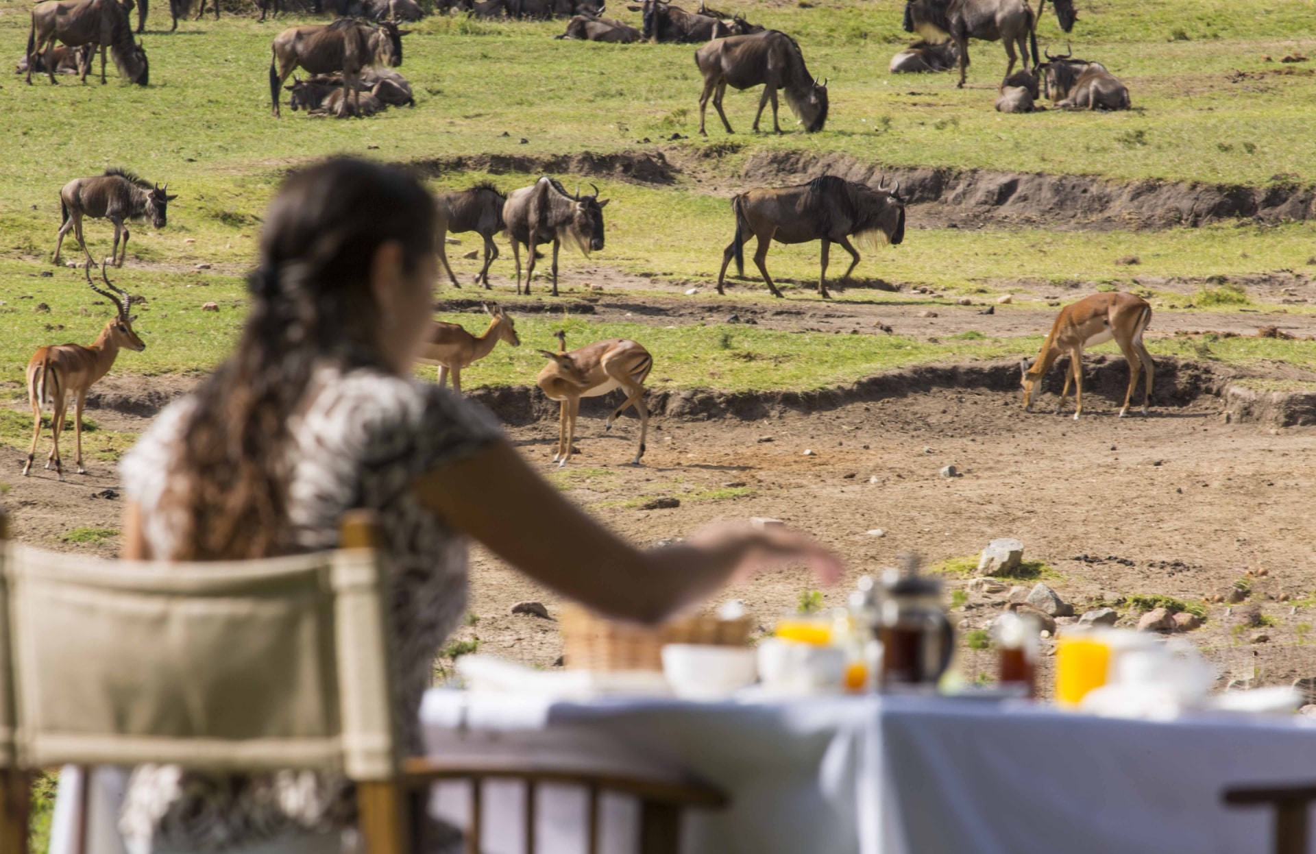 Fruehstueck mit Wildbeobachtung im Mara Bushtops