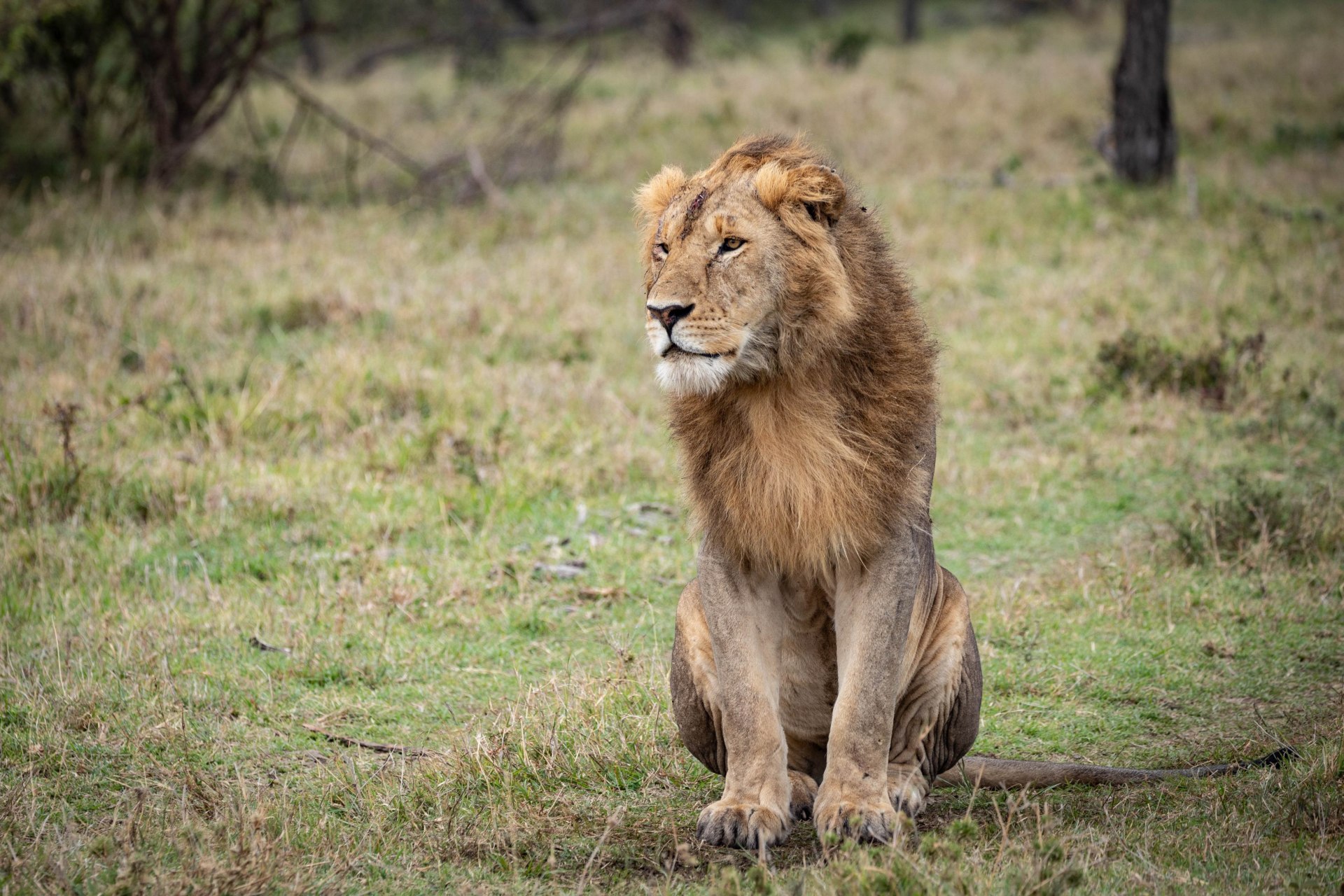 Loewe in der Masai Mare nahe des Mara Nyika Camp