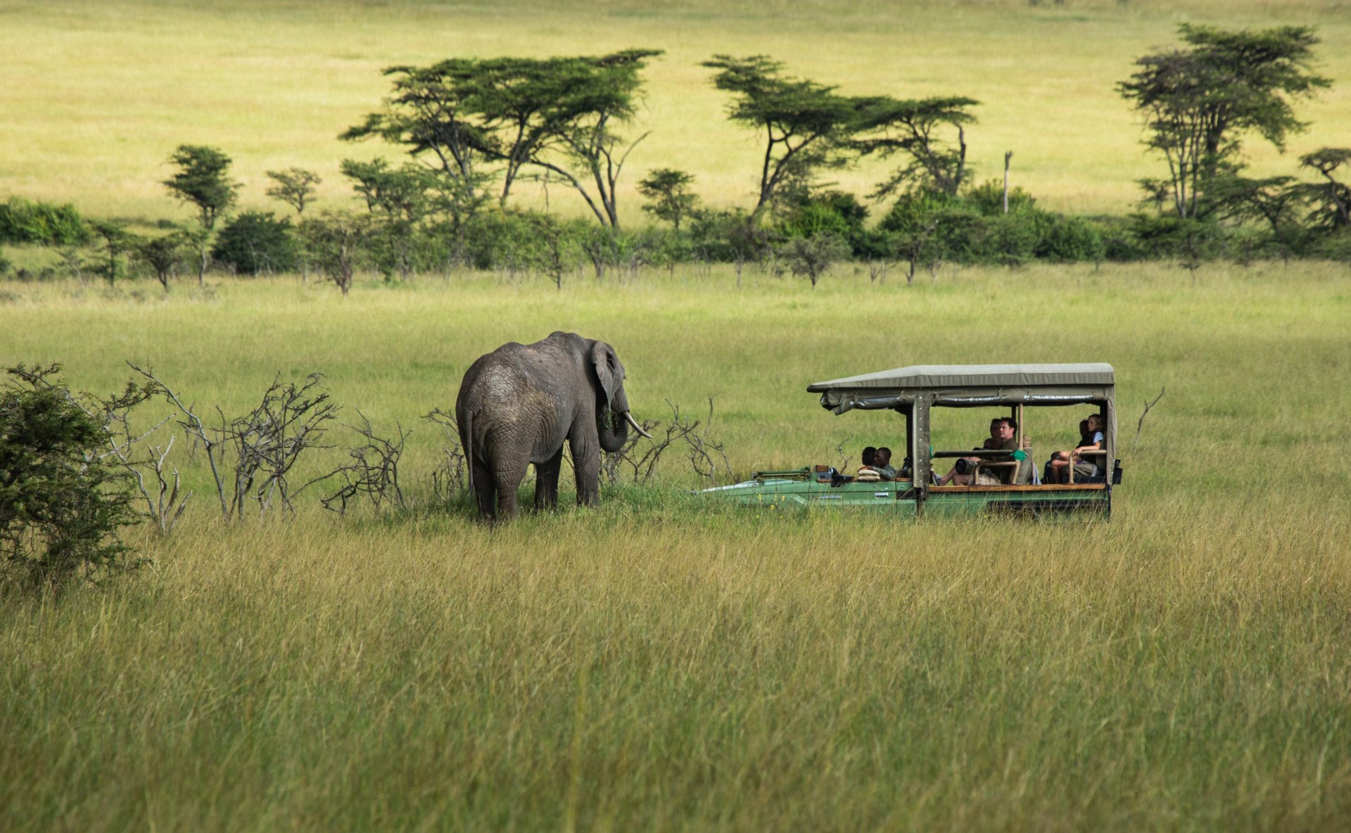 Pirschfahrt nahe des Mara Plains Camp