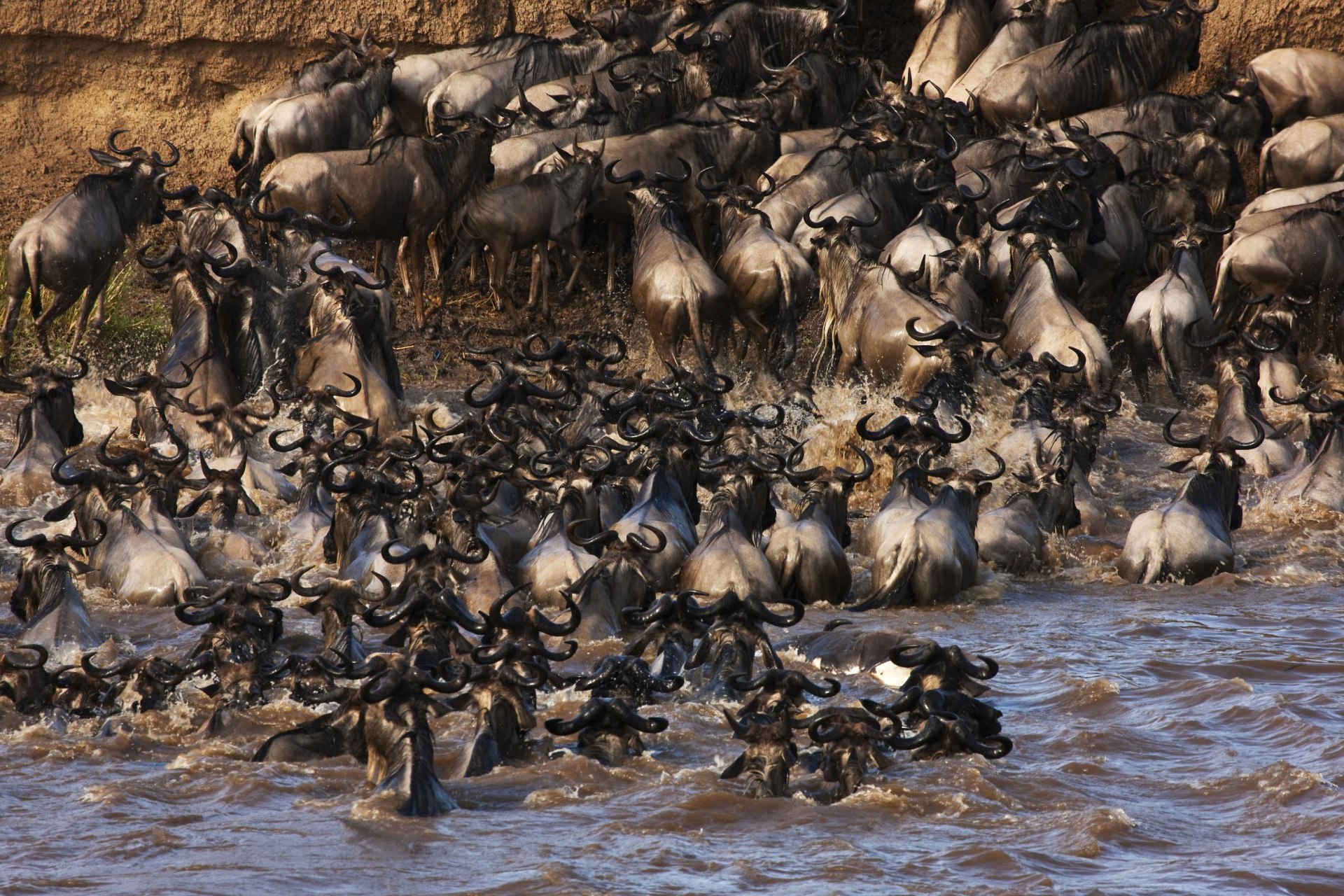 River Crossing in der Masai Mara