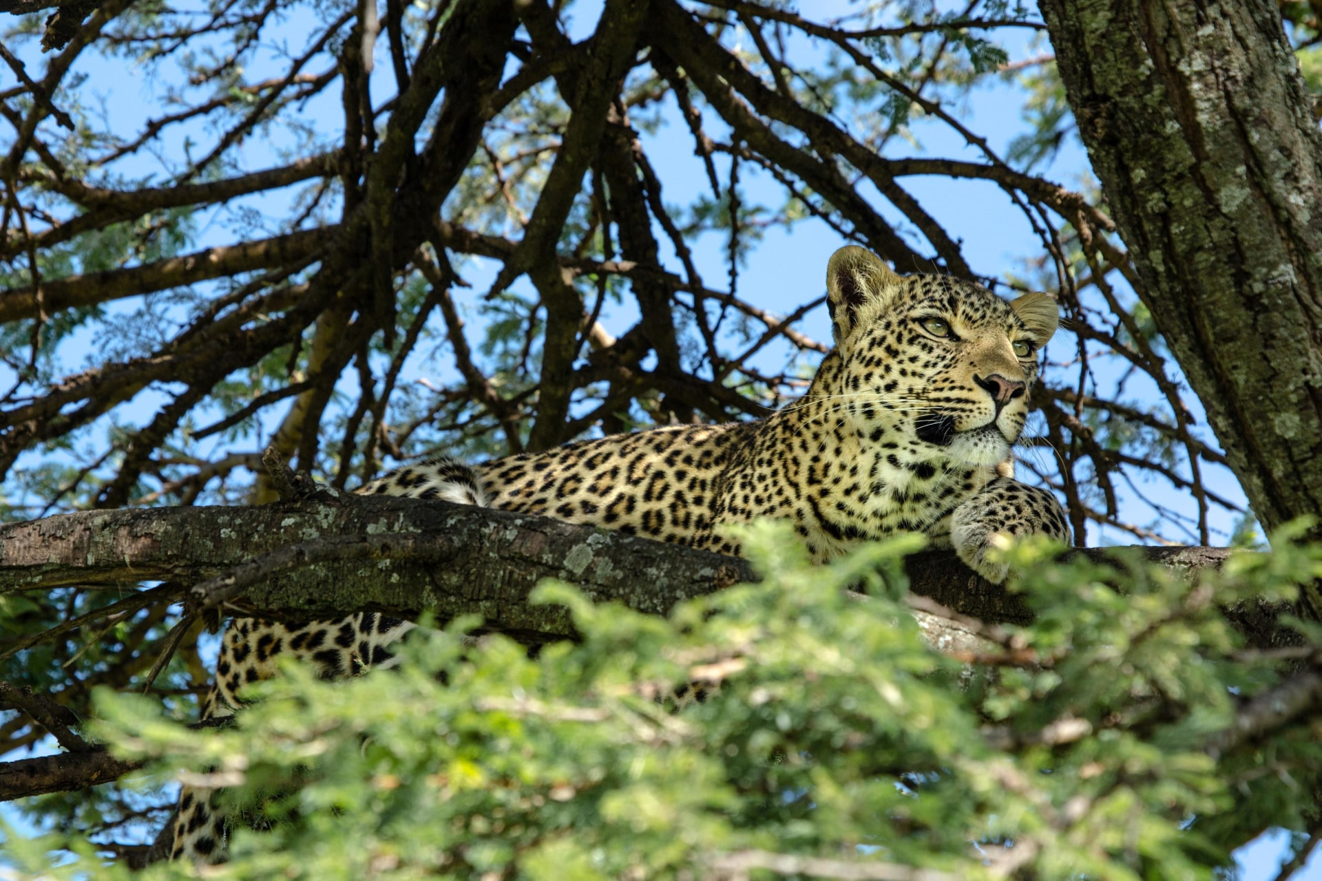 Leopard in der Masai Mara in Kenia