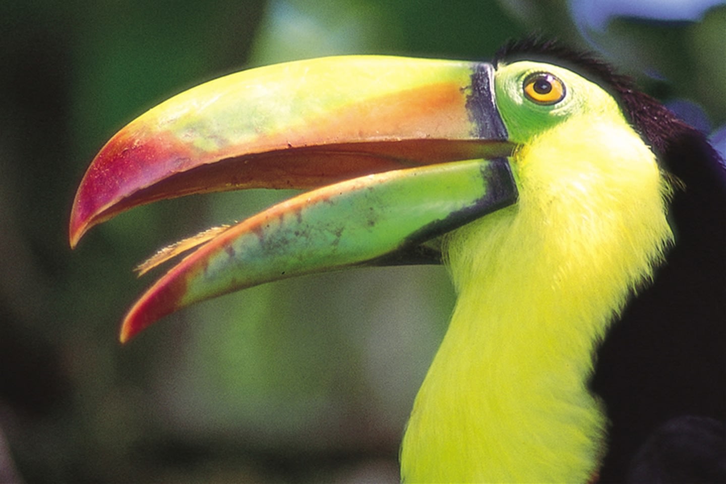 Toucan Vogel