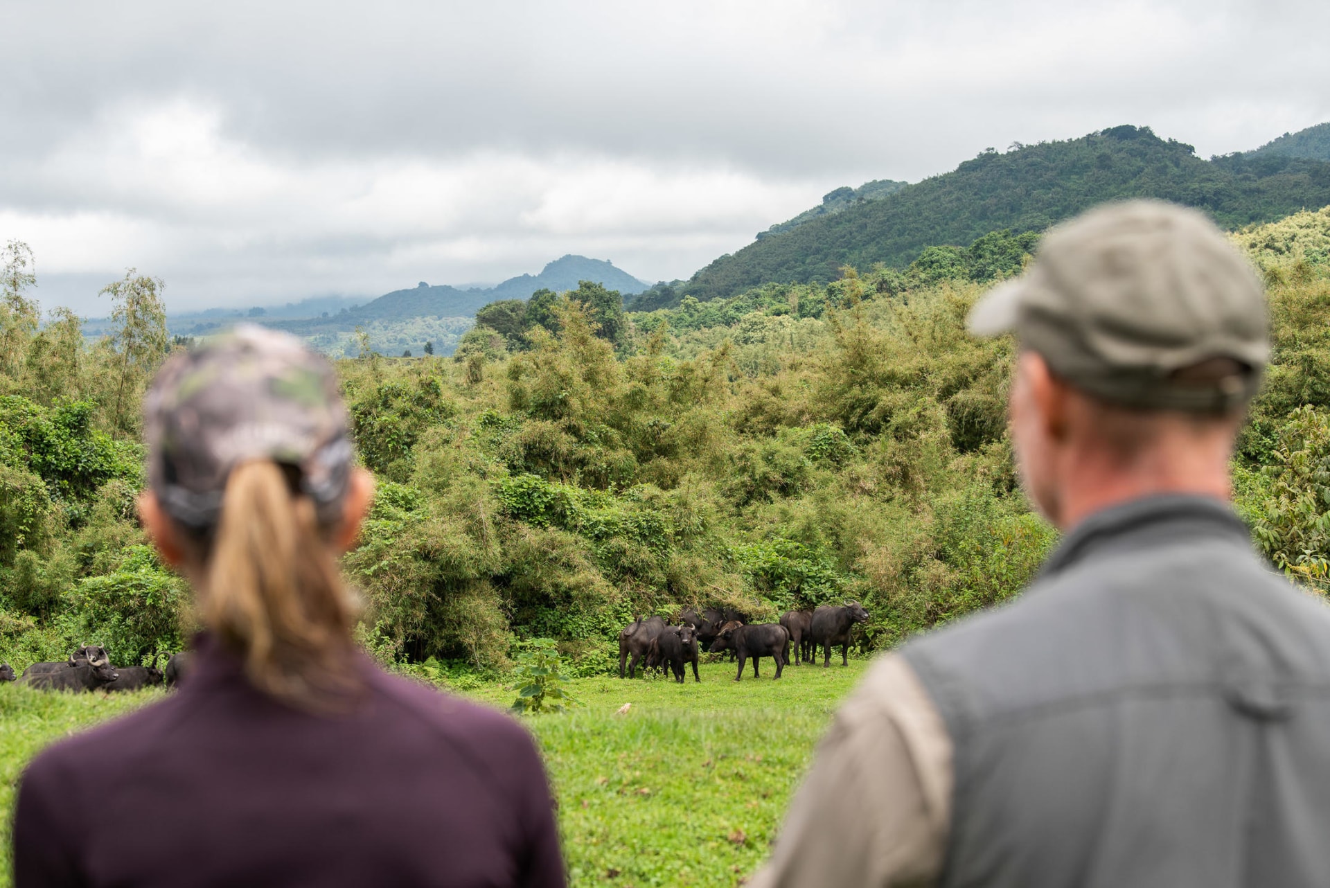 Wanderungen mit Tiersichtungen in der Sabyinyo Silverback Lodge