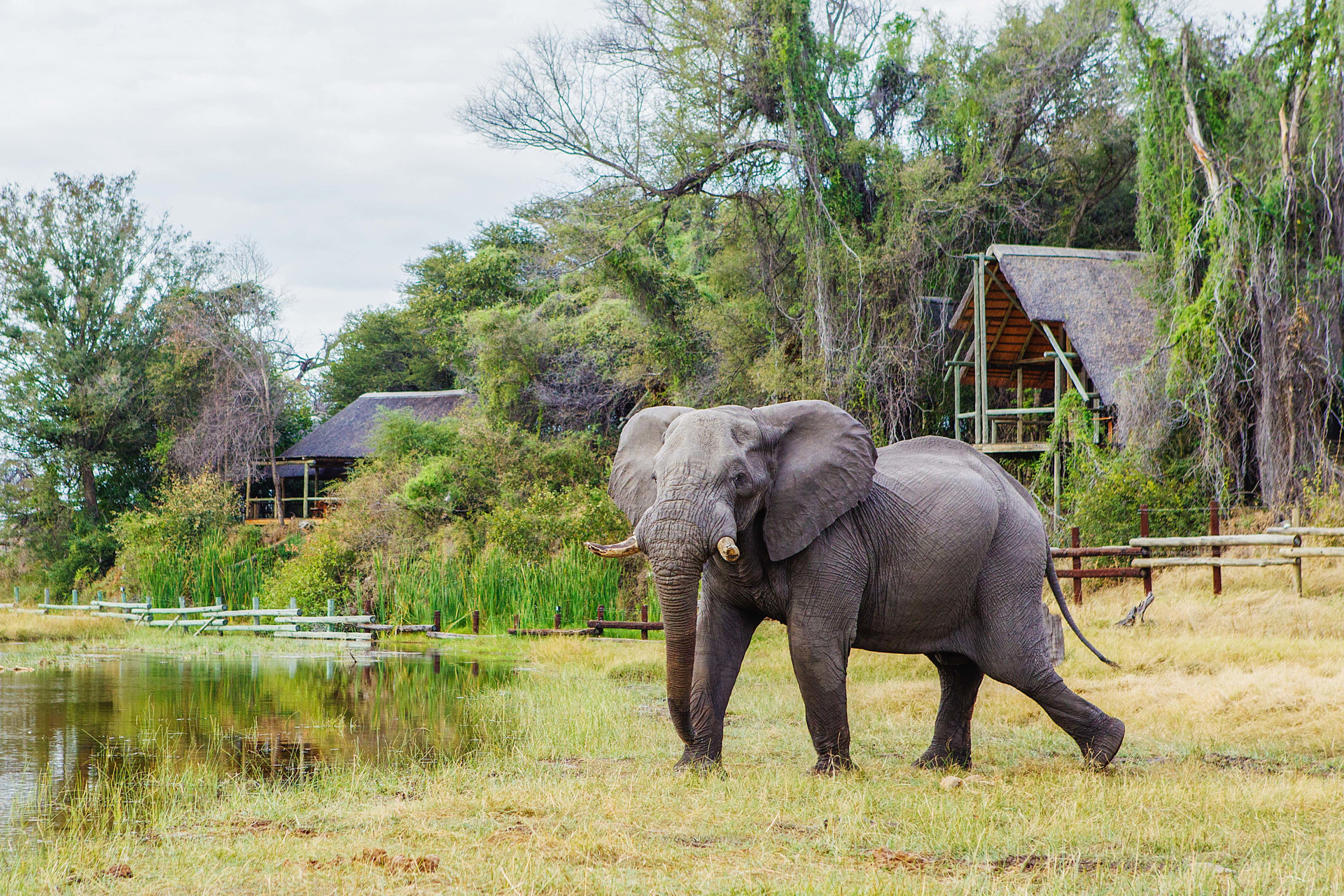 Elefant vor der Savute Safari Lodge