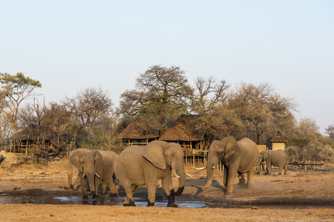 Elefanten vor dem Savuti Camp in Botswana