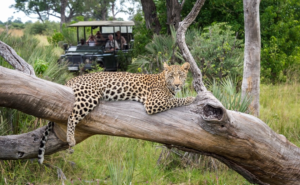 Leopardenbeobachtung bei einer Safari in der Naehe des Seba Camp